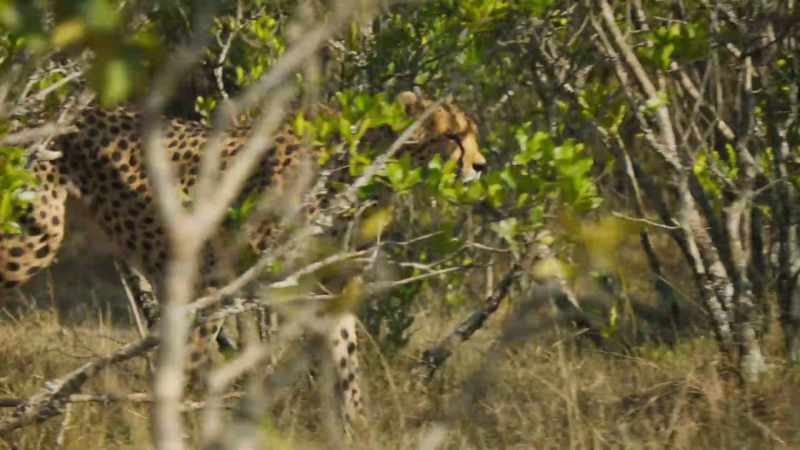 BENEDICT: In thick bush