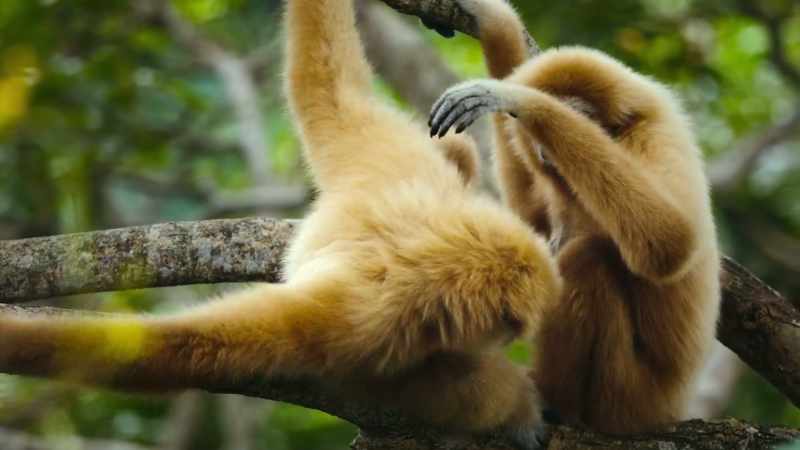 BENEDICT: Lar gibbon partnerships can endure for decades
