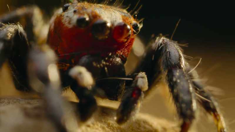 BENEDICT: Large, forward-facing eyes with movable lenses