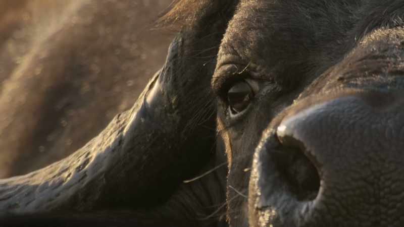 BENEDICT: She can't take on a buffalo alone
