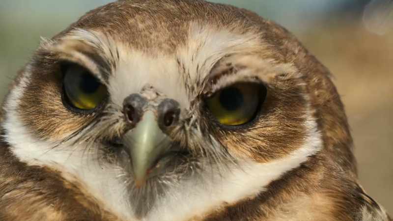 BENEDICT: Thankfully, burrowing owls are all eyes and ears