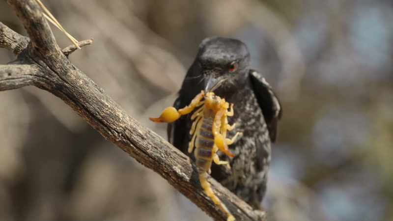 BENEDICT: The drongo