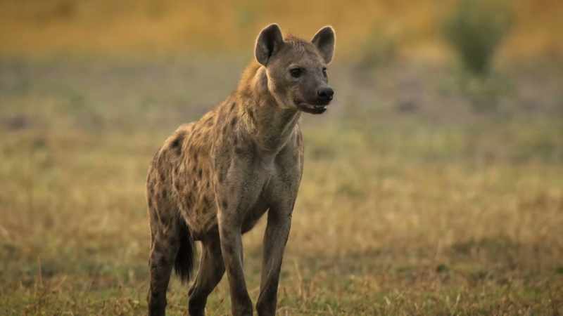 BENEDICT: The smartest predator