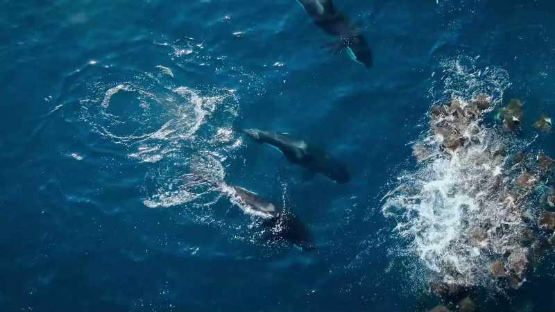 BENEDICT: This is the first time orcas have been filmed catching devil rays