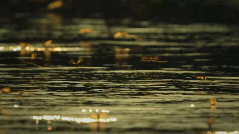 BENEDICT: Though many are eaten by predators