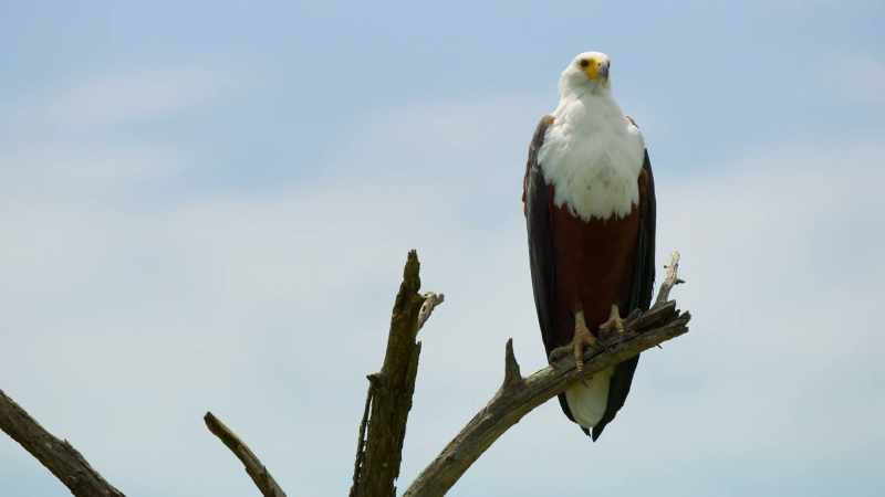 BENEDICT: With polarized eyesight, African fish eagles see through glare