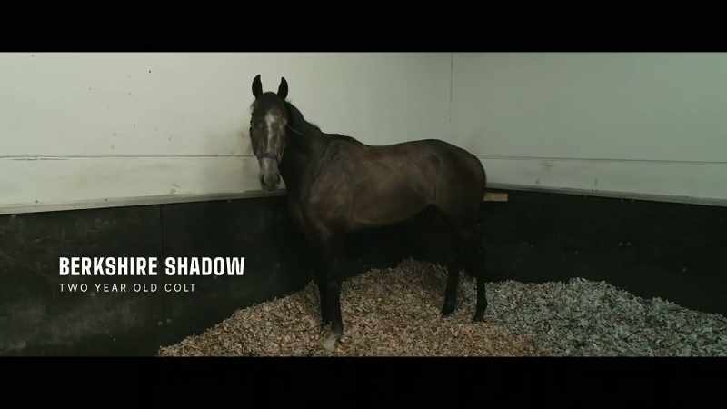 Berkshire Geoff Shadow is my first Royal Ascot runner since I've been here