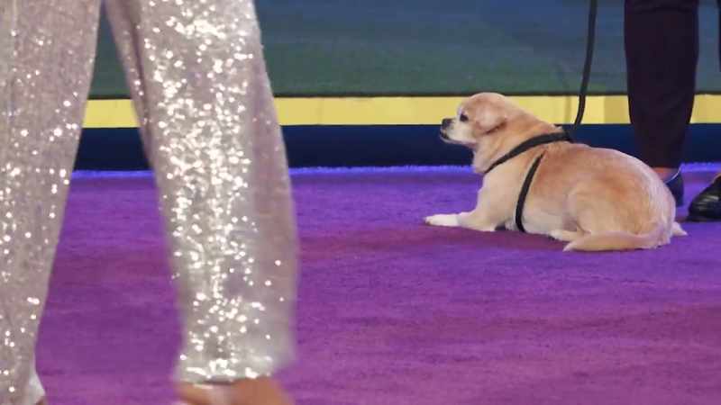 Best in Underbite will advance to the finals