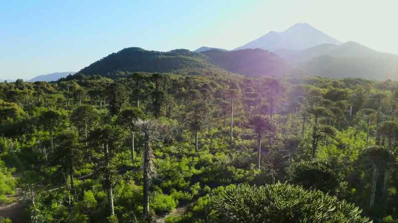 between which grow primeval forests