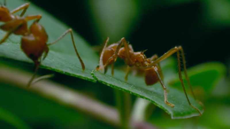 Between them, the ants can demolish a large leaf