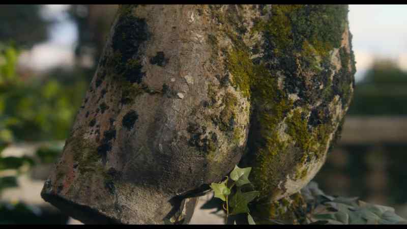 Beyond the gate is a forest with big trees, small trees