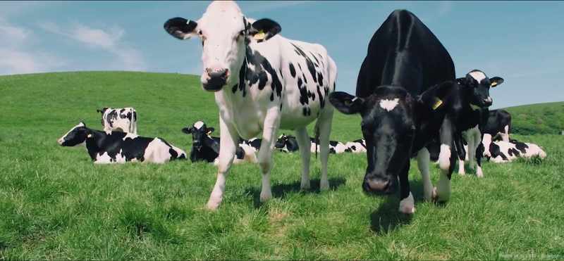 Big differences between organic and conventional
