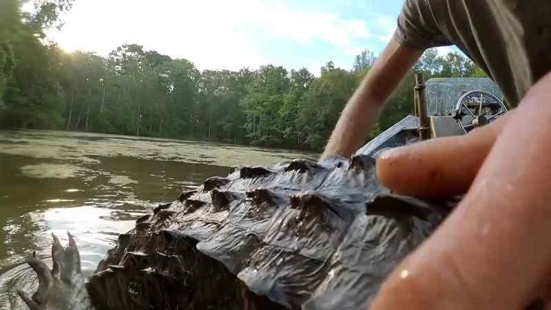Big gator, Willie