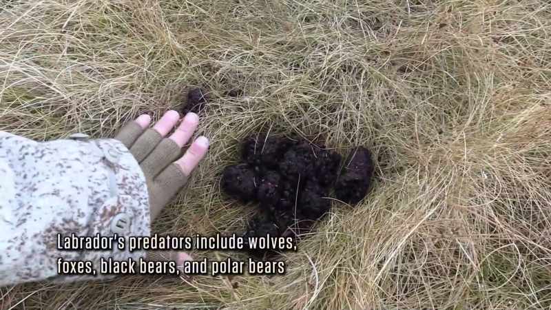 Big old bear scat