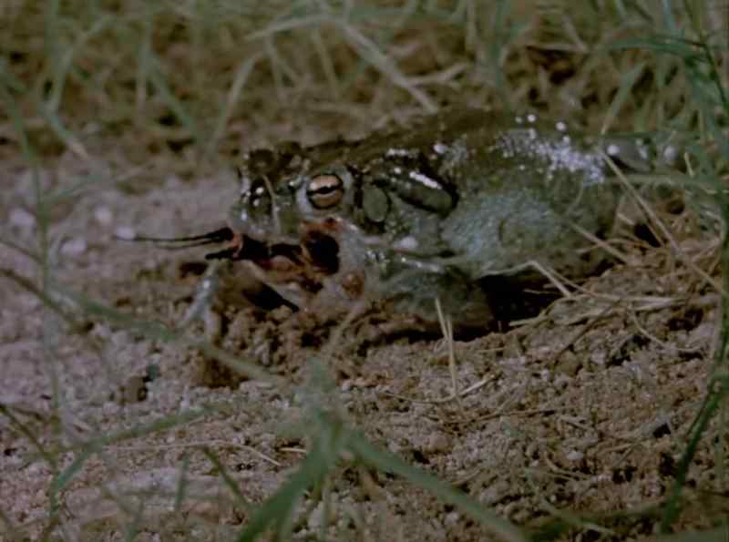Big toad bites little beetle