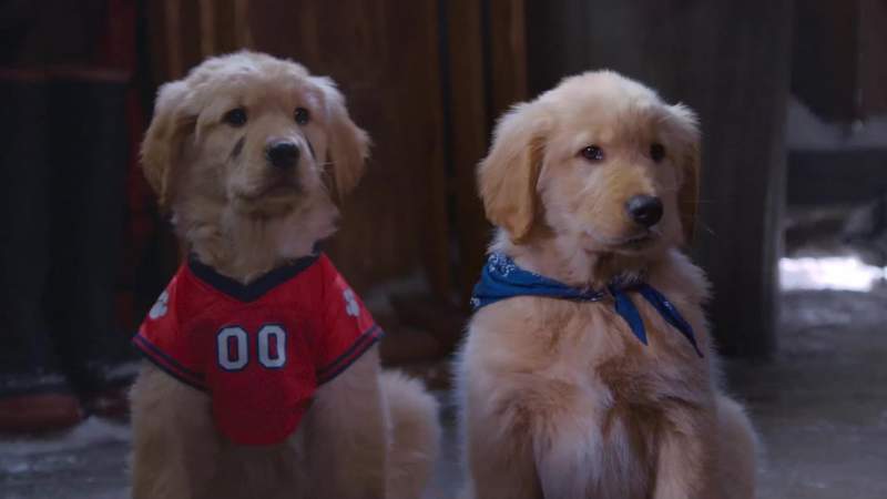 Biggest and strongest dogs go next to the sled the back