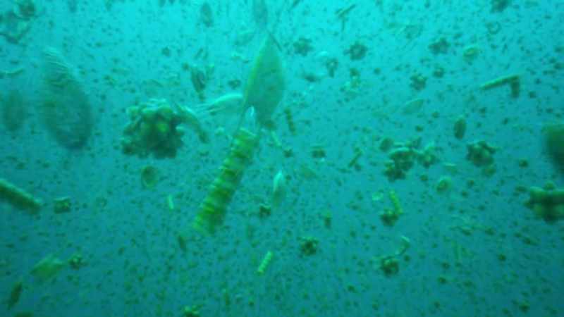 Billions of microscopic algae called phytoplankton multiply