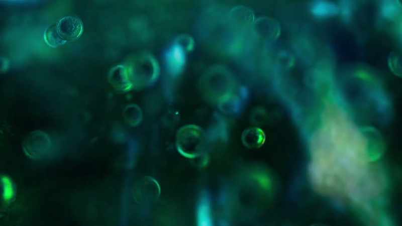 Billions of microscopic phytoplankton