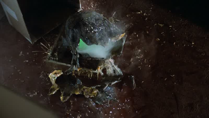 Billy... It just hatched. I'll be right there