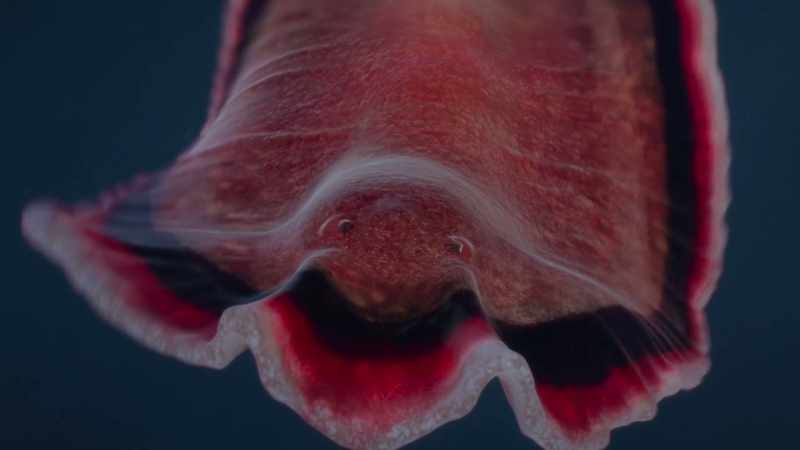 Binocular vision allowed the flatworm to perceive the