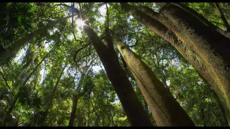 Bio sequestration is using plants, trees, perennials
