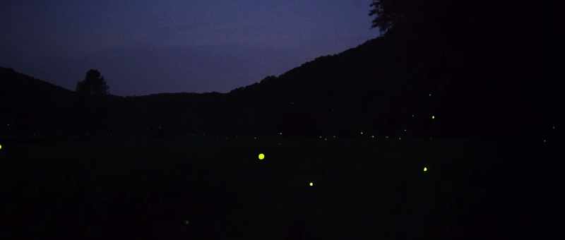 Bioluminescence evolved among fireflies