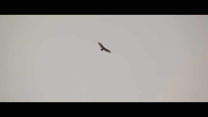 [bird cawing]
