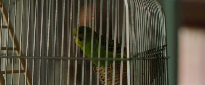 (BIRD CHIRPING)