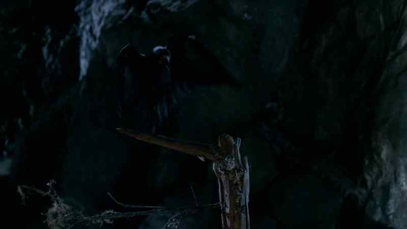 ( bird chirps )