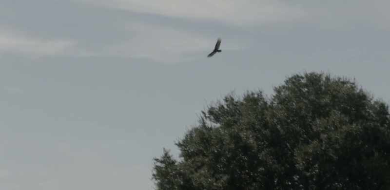 [bird screeching]