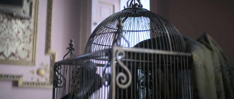 [bird squawking] - [playful music continues]