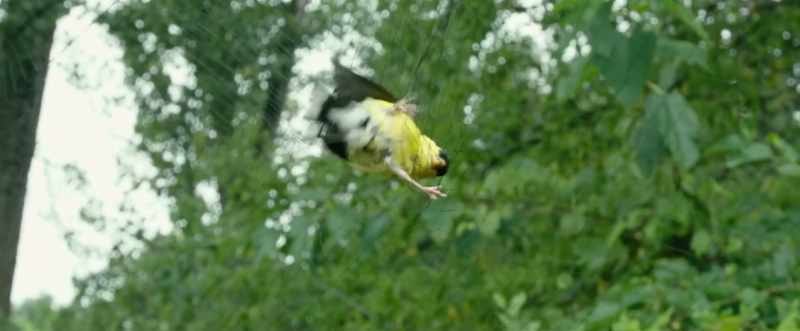 [bird squawking]
