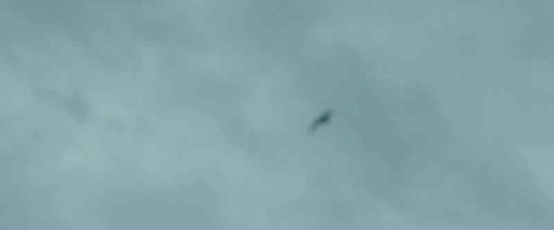 [bird squawking]
