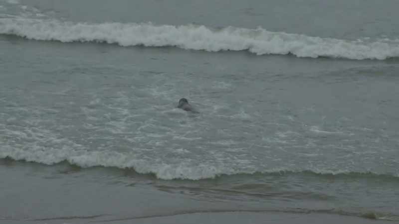 [bird squawking] [sea roaring]