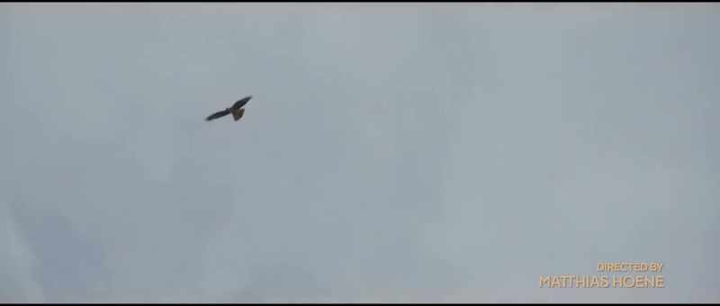 [bird squawks]