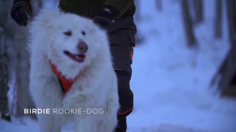 Birdie, this is his first year that he trains to be a lead dog
