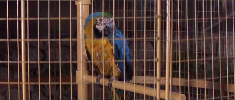 Birdie num num