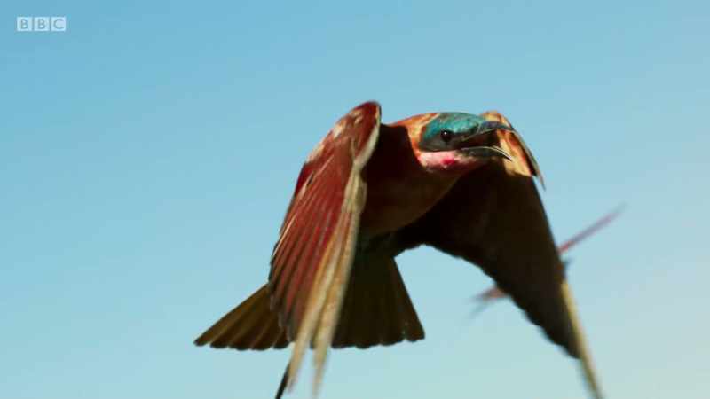 BIRDS CALL