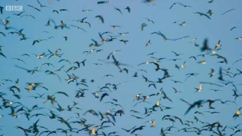 BIRDS CALL