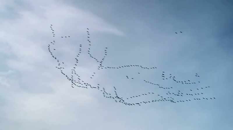 [ BIRDS CALLING ]
