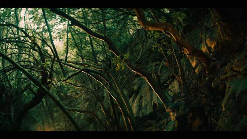 [birds calling]