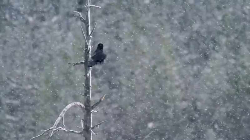 [birds calling]