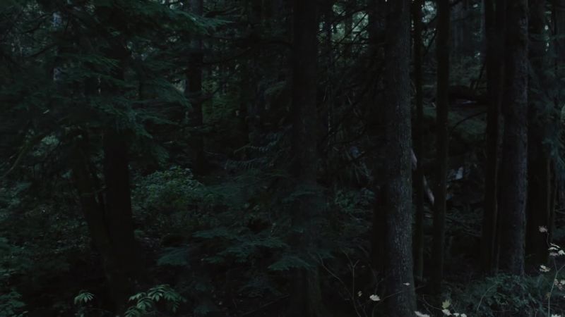 [birds calling]