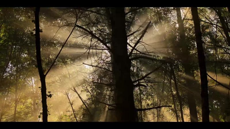 [birds calling]