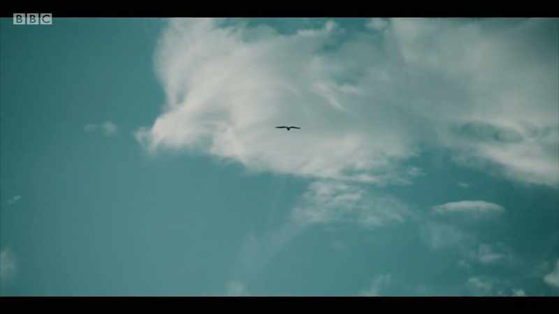 BIRDS CAW