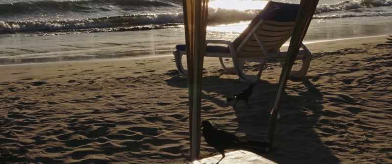 (BIRDS CAWING)