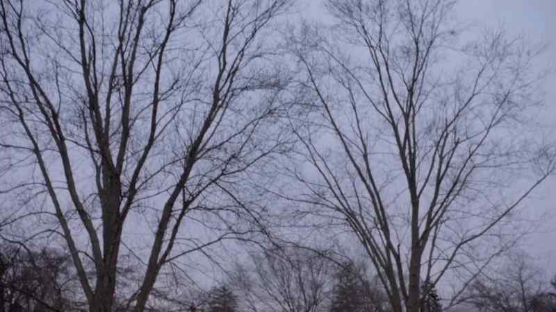 (birds cawing)