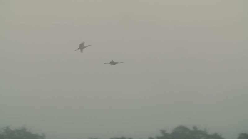 (birds cawwing)