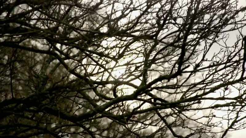 (birds chirp) (soft tense music)
