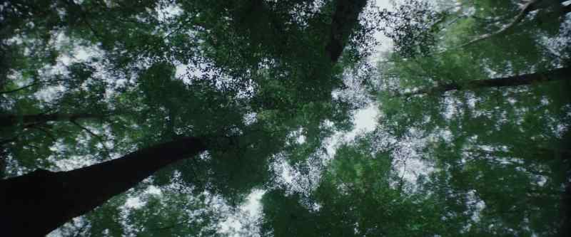 (Birds chirping) - (Distantly) Blake. Blake